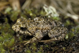 Common Eastern Froglet