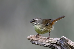 White-browed Scrubwren