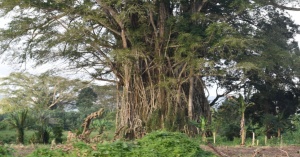 Nabanga (Banyan)