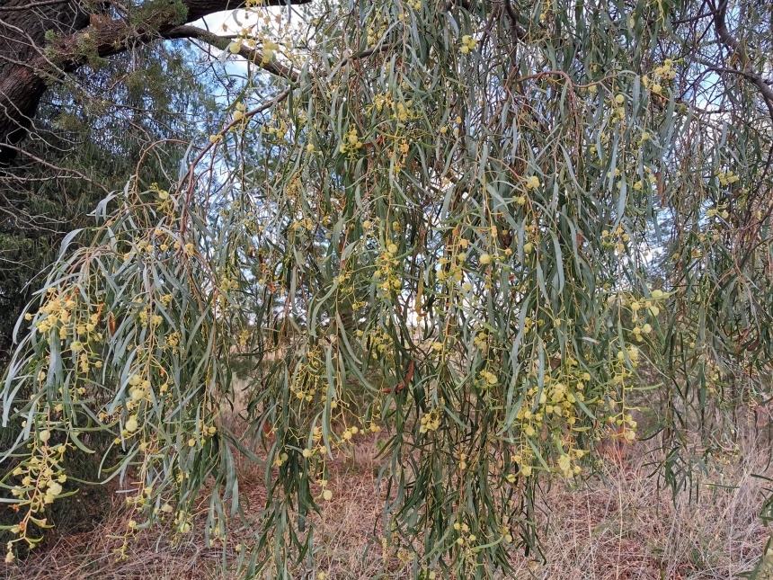 Willow Wattle ClimateWatch Australia Citizen Science App