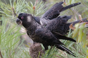 Carnaby’s Black-Cockatoo