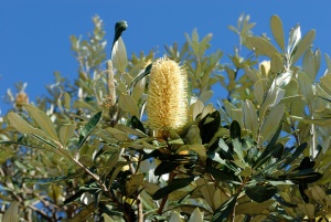 Coastal Banksia