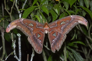 Atlas Moth