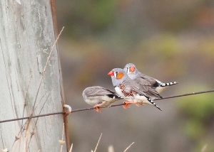 Zebra Finch