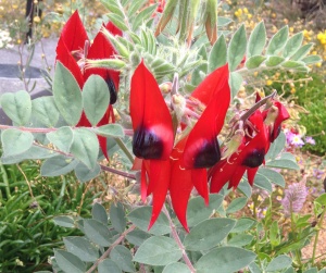 Sturt’s Desert Pea