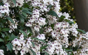 Victorian Christmas Bush