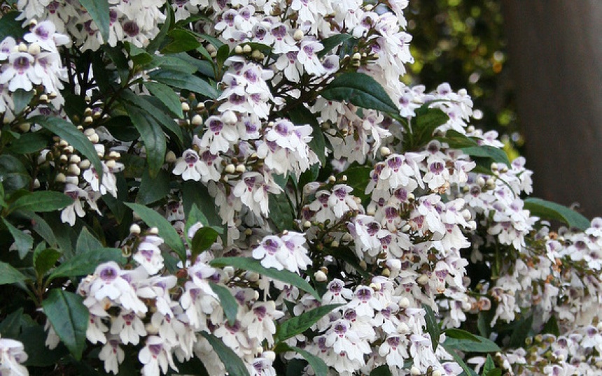 Victorian Christmas Bush ClimateWatch Australia Citizen Science App