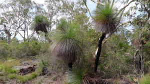 Grass-tree