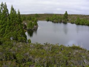 Pencil Pines, Overland Track