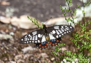 Dainty Swallowtail