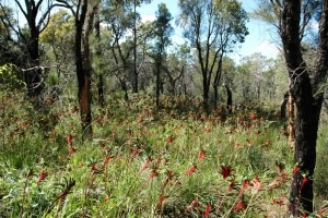 Kings Park and Botanic Garden, WA