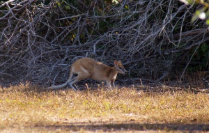 Agile Wallaby