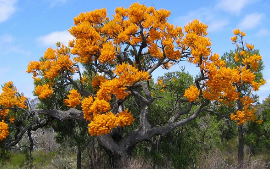 WA Christmas Tree ClimateWatch Australia Citizen Science App